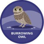 Burrowing owl badge
