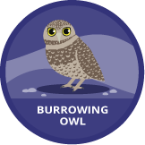 Burrowing owl badge