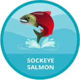 Sockeye Salmon badge